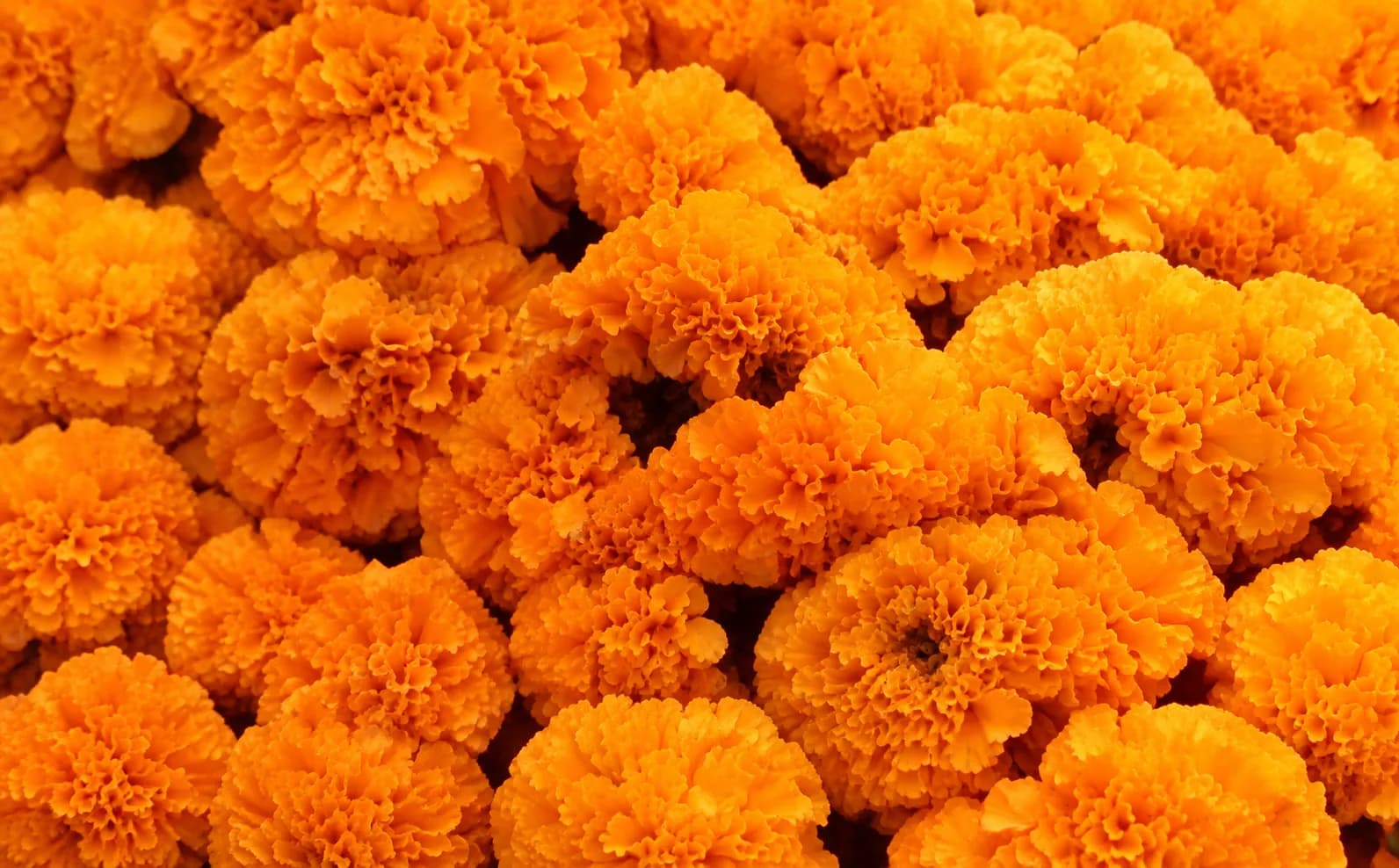 Orange marigolds packed close together