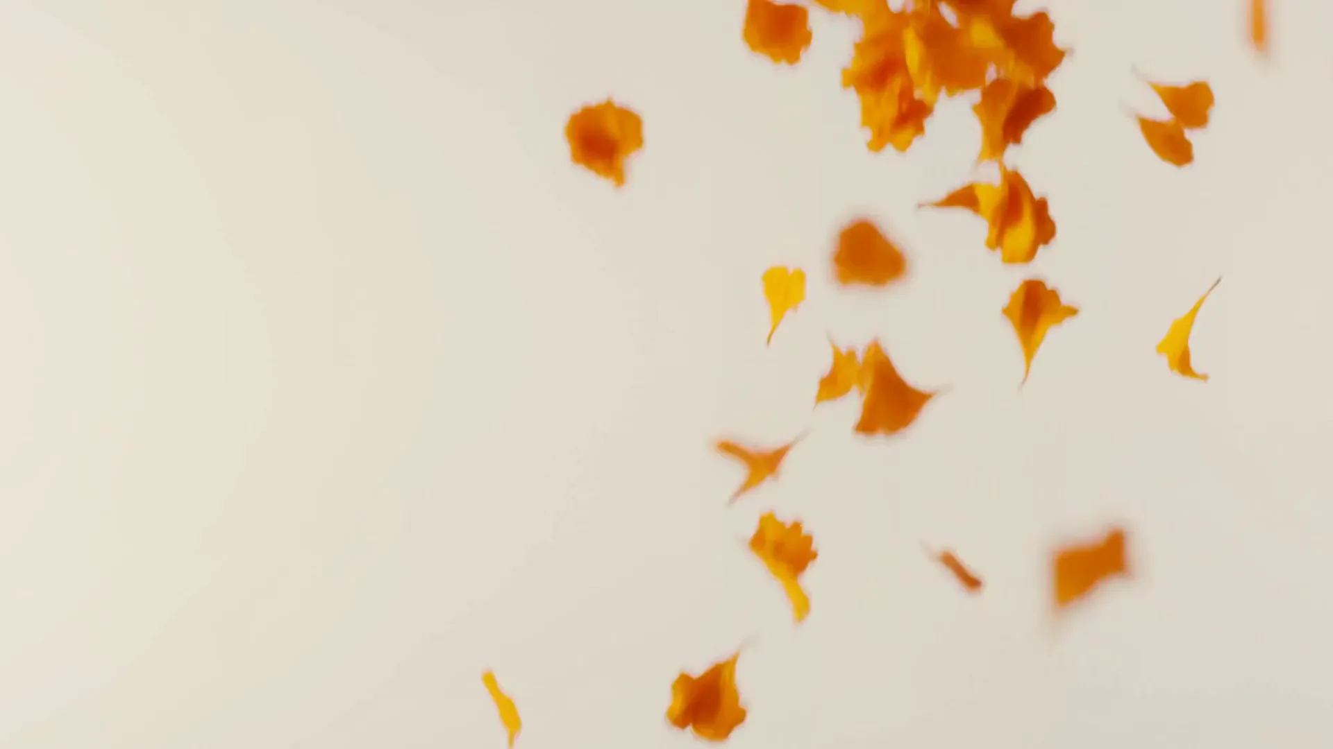 Marigold petals falling through soft light